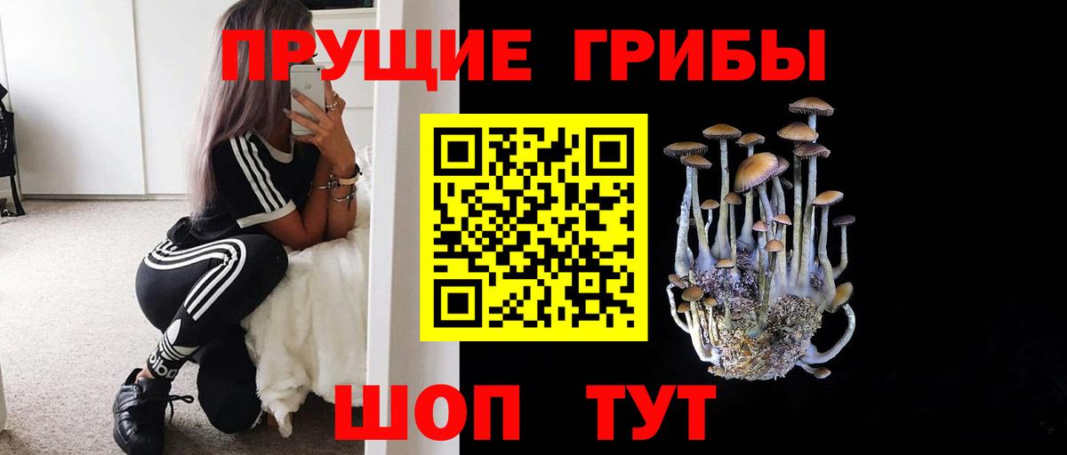 Псилоцибиновые грибы Psilocybe Саяногорск