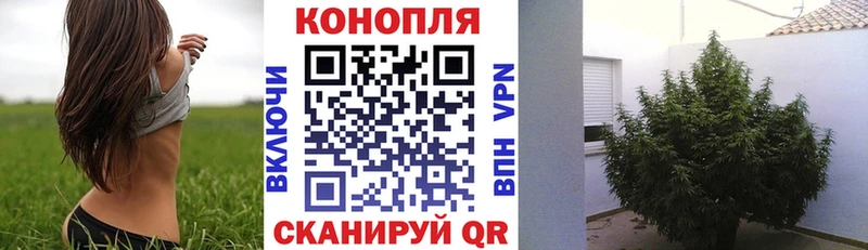 Бошки марихуана конопля Саяногорск